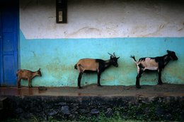 Animals;-Comoros-Archipelago;-France;-Goats;-Indian-Ocean;-Kaleidos;-Kaleidos-images;-Kid;-La-parole-à-limage;-Laurent-Abad;-Livestock;-Mayotte;-Stories-Pictures;-Turquoise-wall
